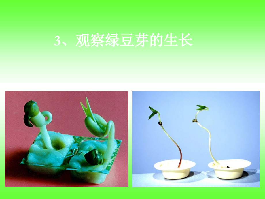 观察绿豆的生长.ppt_第1页