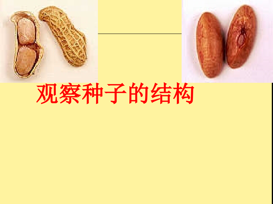 观察种子的结构实验课件.ppt_第2页