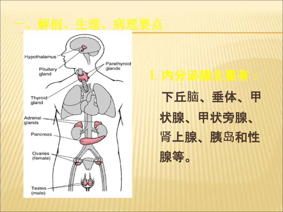 护士考试内科护理学内分泌代谢性疾病病人护理.ppt_第3页