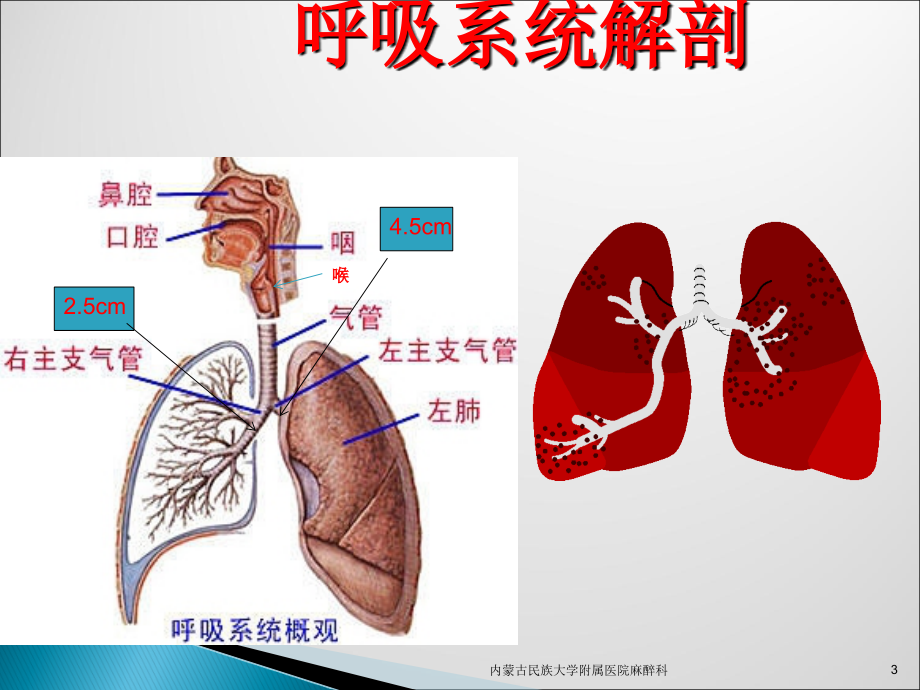 呼吸系统解剖与麻醉ppt课件.ppt_第3页