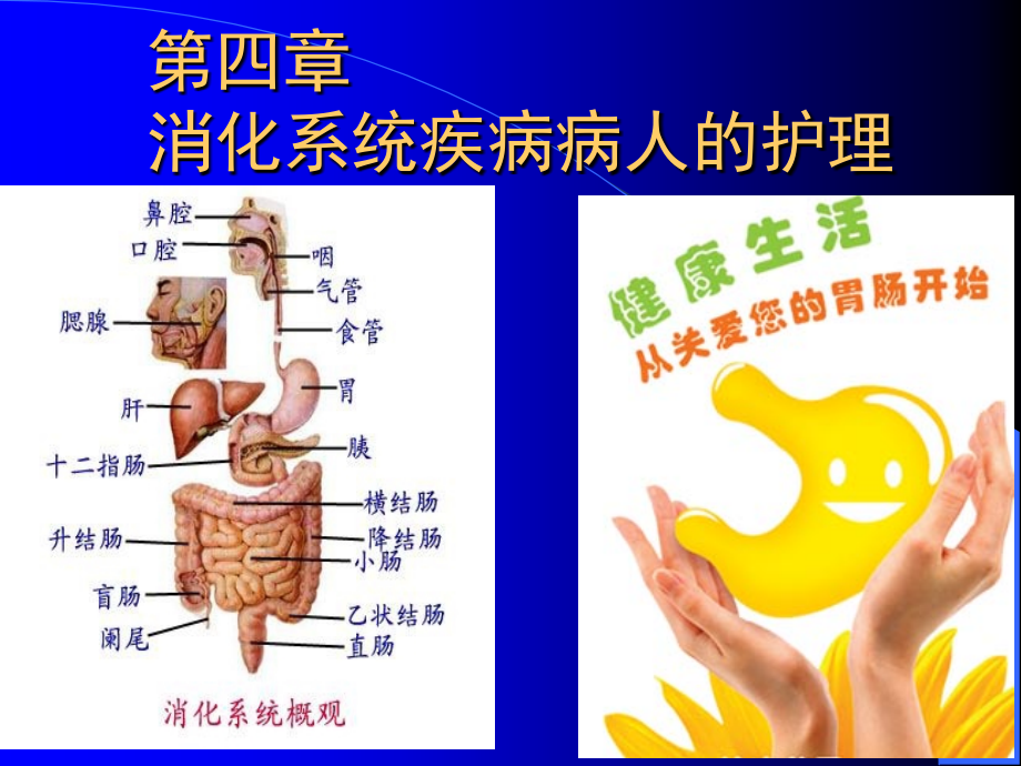 消化系统概述.ppt_第1页