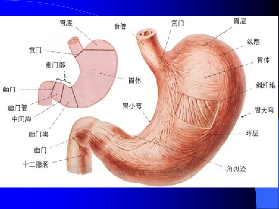 消化系统概述.ppt_第3页