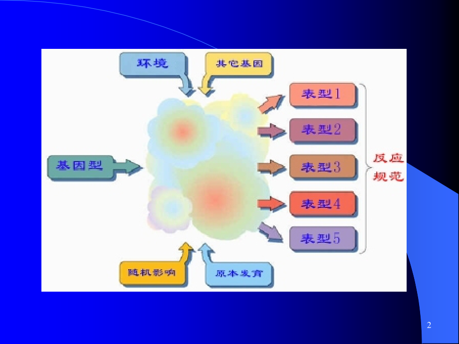 药物遗传学.ppt_第2页