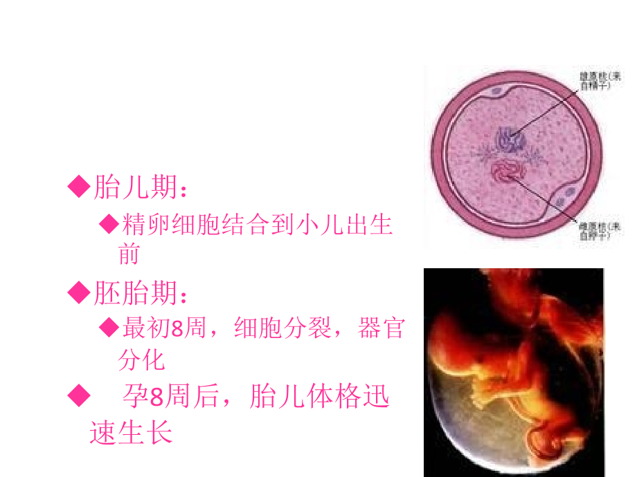 小儿年龄分期及特点.ppt_第3页