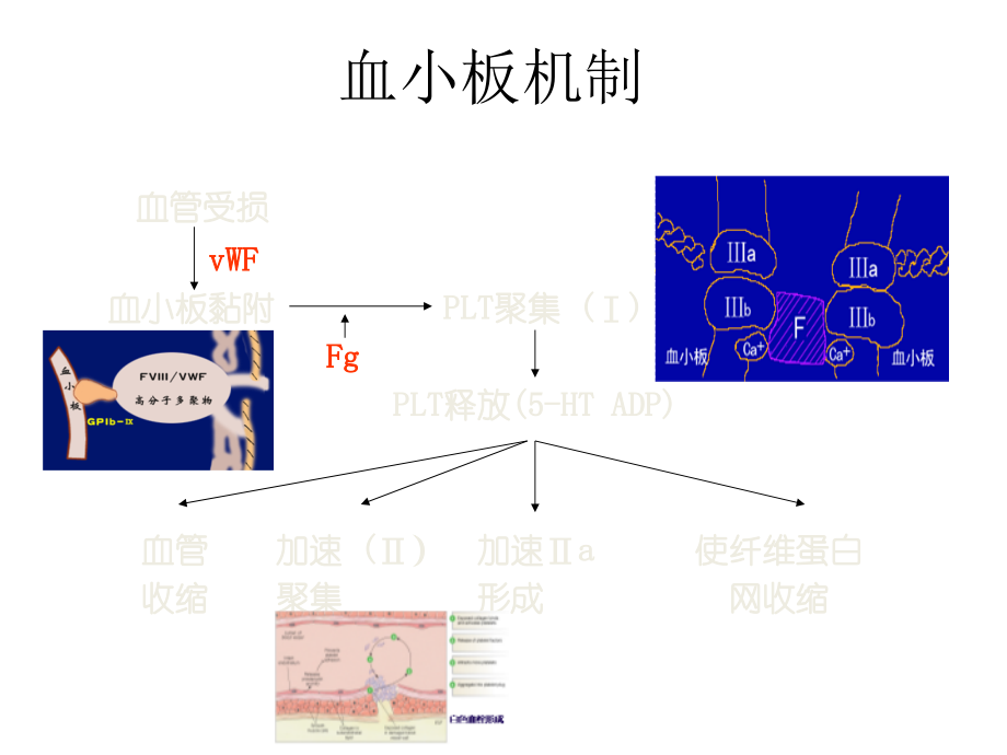 缺血性脑血管病介入治疗抗血小板策略中国专家共识.ppt_第3页