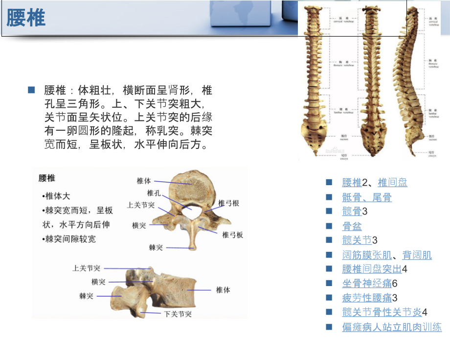 腰髋关节.ppt_第3页