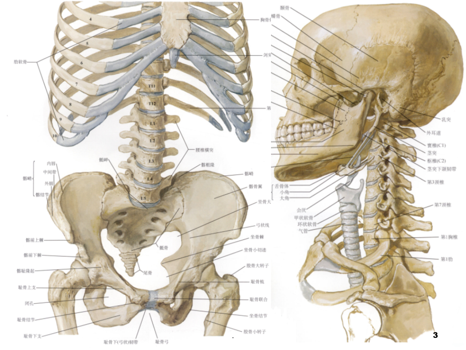 脊柱解剖.ppt_第3页