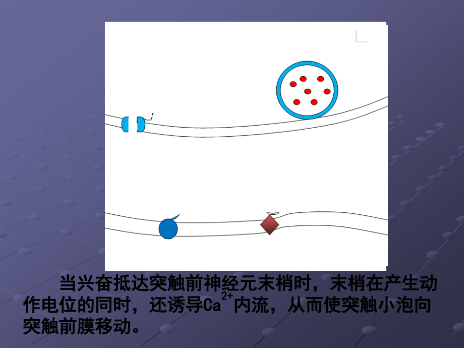 兴奋在神经元间的传递过程.ppt_第3页