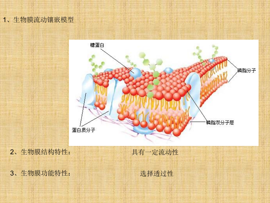 物质跨膜运输的方式-ppt.ppt_第2页