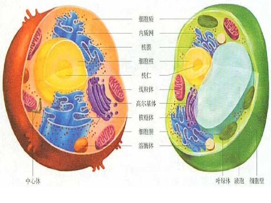 细胞器—系统内的分工合作课程.ppt_第2页