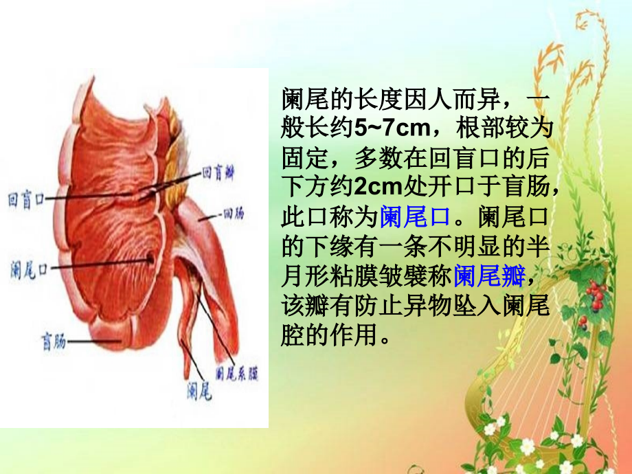 阑尾炎解剖特点.ppt_第3页