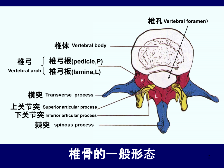 脊柱区颈段断层解剖学.ppt_第2页