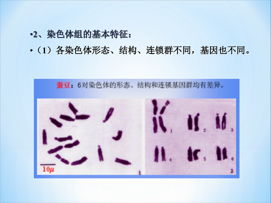 染色体数目的改变.ppt_第3页