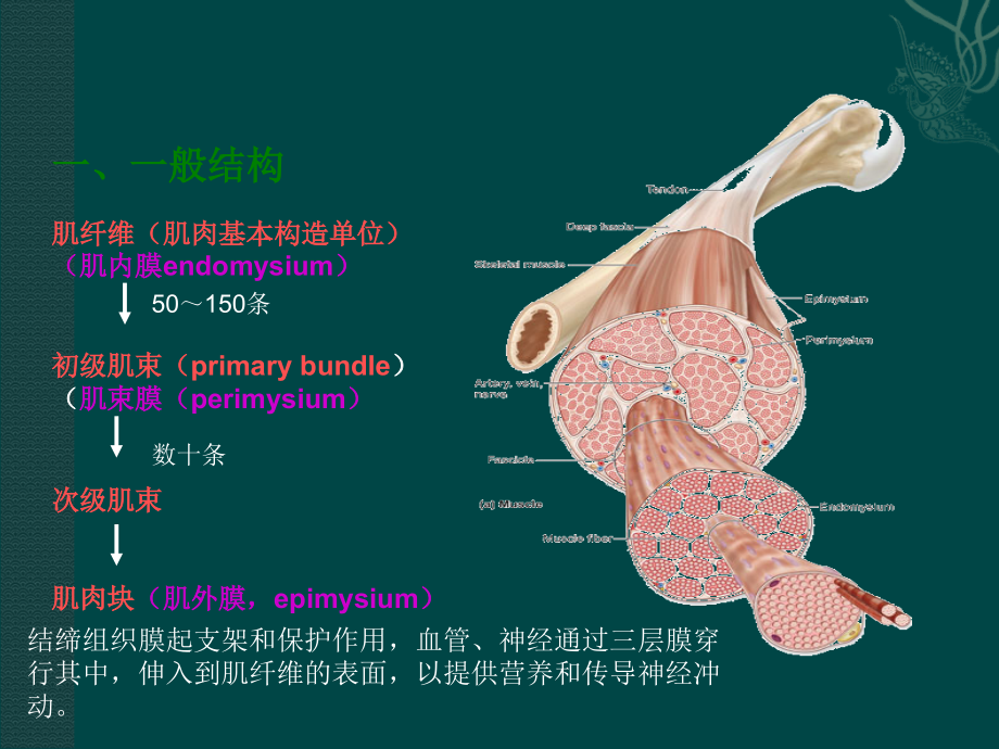 肉的组织结构、化学组成和基本性质.ppt_第3页