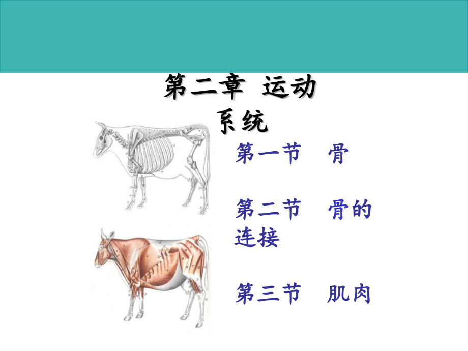 畜禽解剖学--运动系统.ppt_第1页