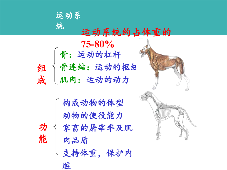 畜禽解剖学--运动系统.ppt_第2页