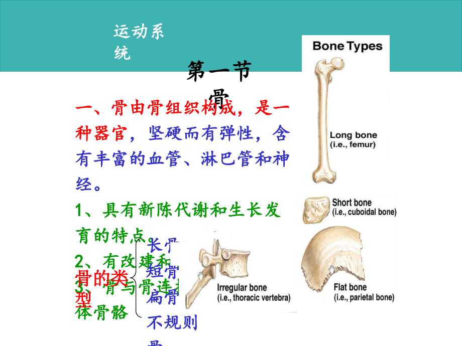 畜禽解剖学--运动系统.ppt_第3页