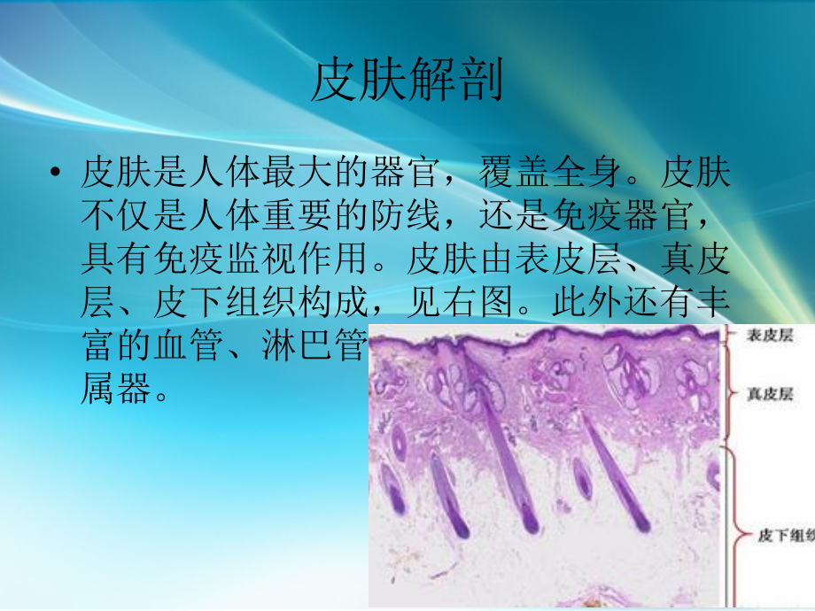 皮肤疾病的超声诊断.ppt_第3页