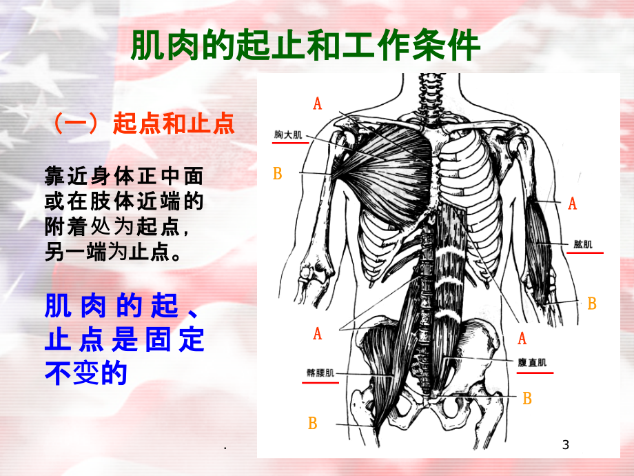 体育动作的解剖学分析.ppt_第3页