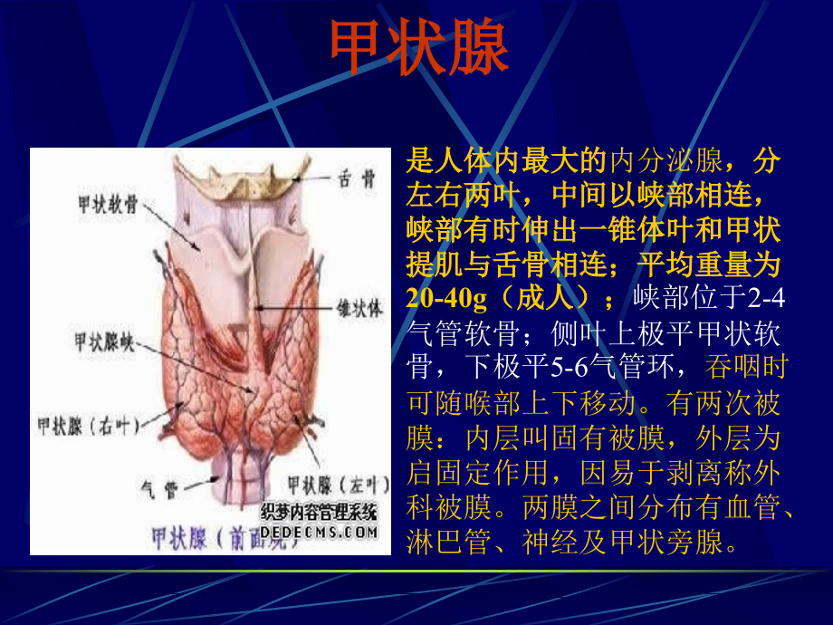 甲状腺疾病诊断与治疗.ppt_第2页