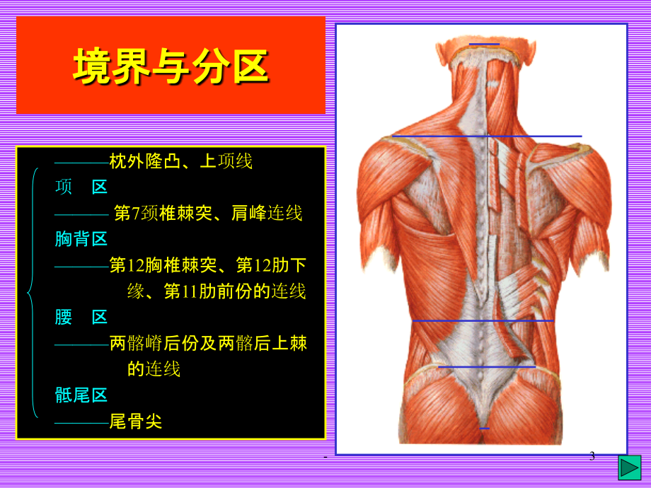 脊柱区局部解剖.ppt_第3页