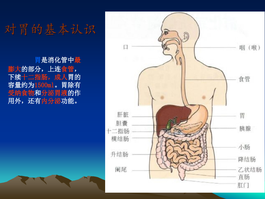 系统解剖学——胃.ppt_第2页