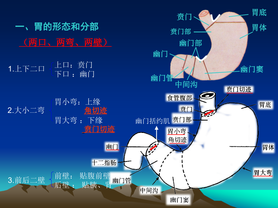 系统解剖学——胃.ppt_第3页