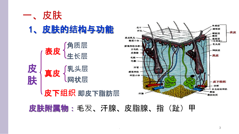 幼儿感觉器官.ppt_第3页