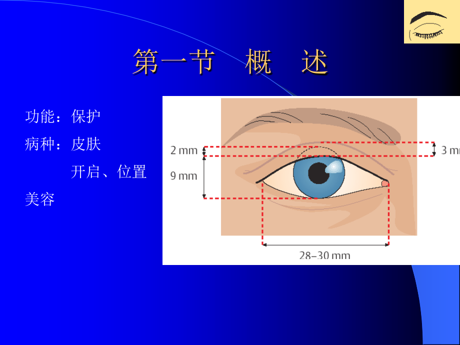 眼科学课件——眼睑泪器病.ppt_第2页