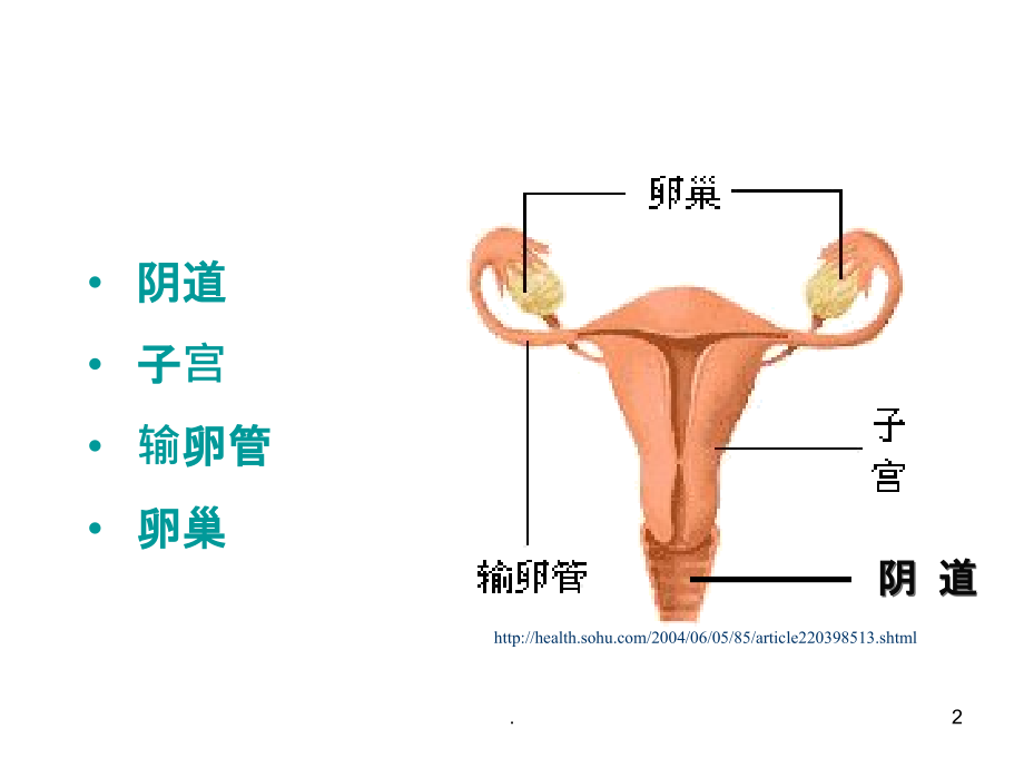 子宫及附件解剖及生理课件.ppt_第2页