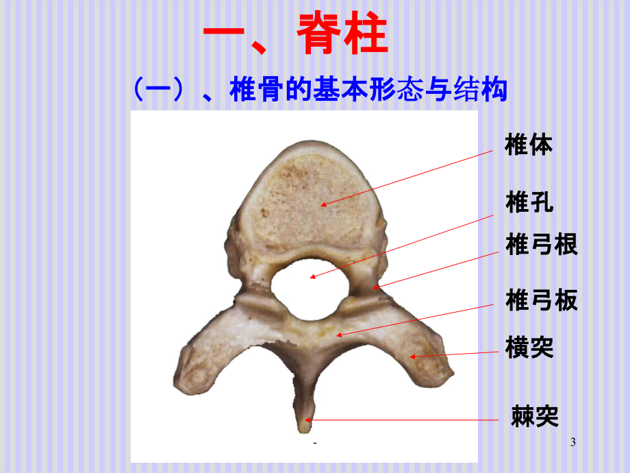 脊柱解剖图(免费).ppt_第3页