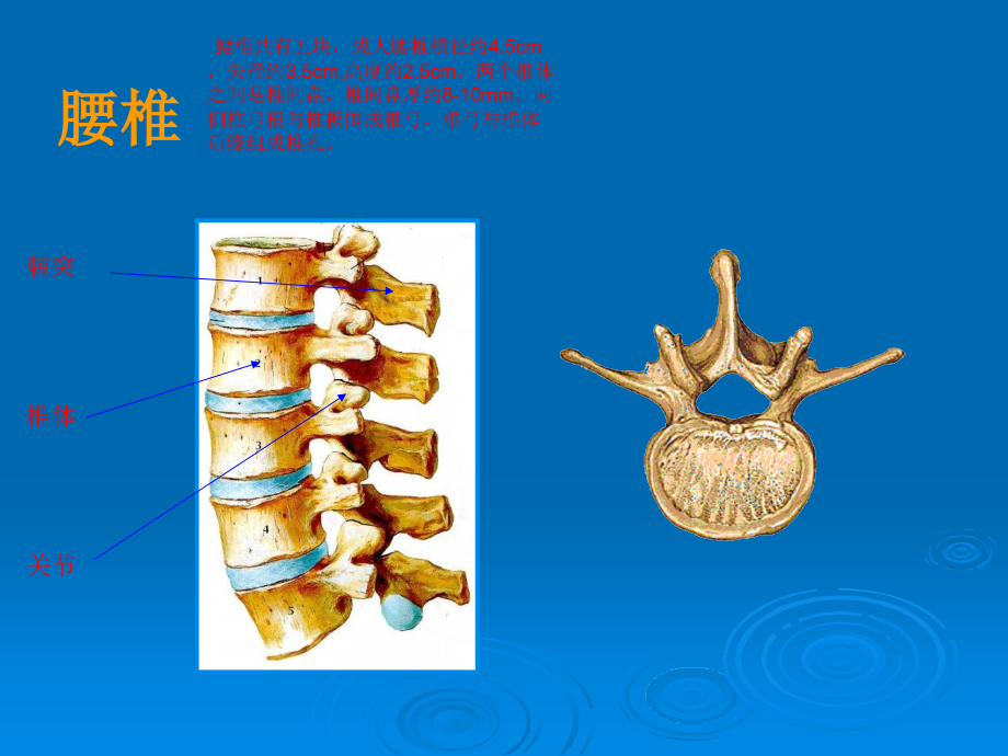 老年腰腿痛的鉴别诊断.ppt_第3页