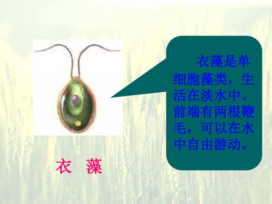 只有一个细胞的生物体.ppt_第3页