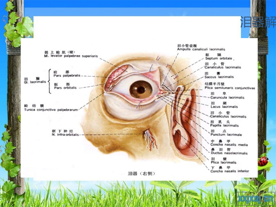 泪器病-泪道疾病.ppt_第3页