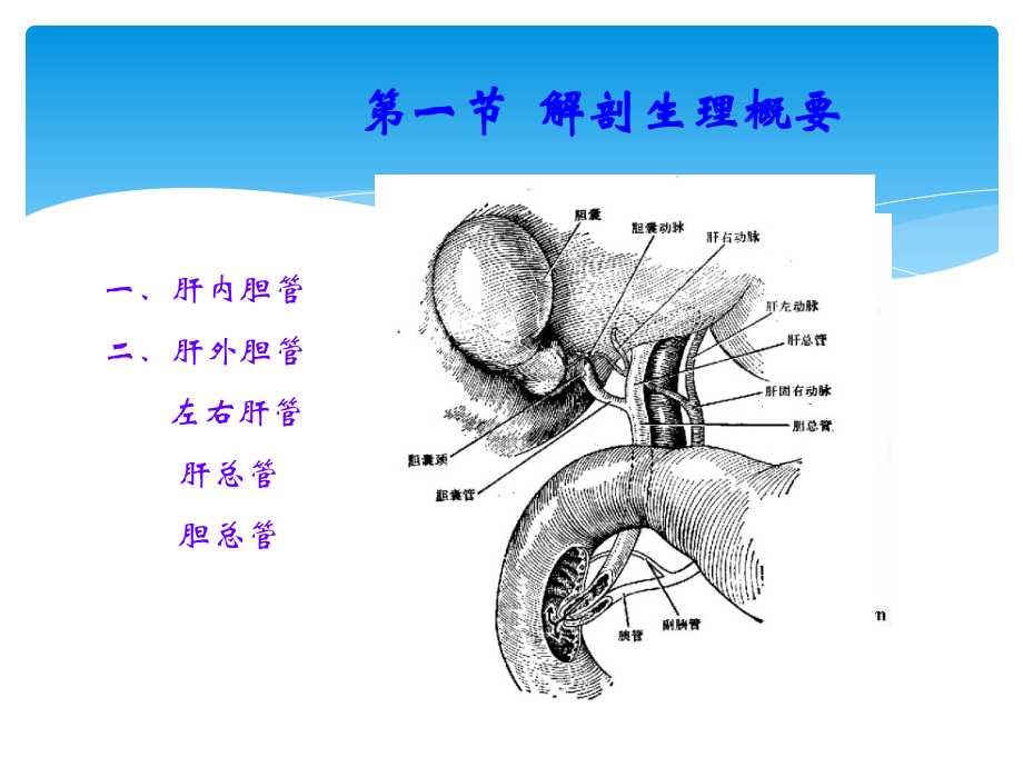 胆道疾病的护理.ppt_第3页