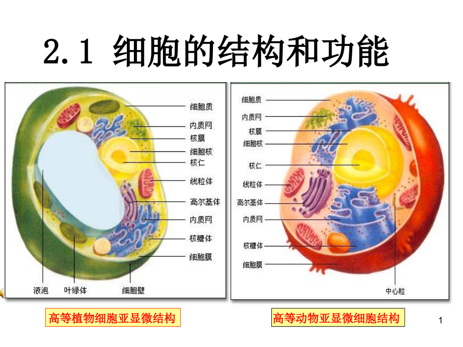 细胞的结构和功能PPT课件.ppt_第1页