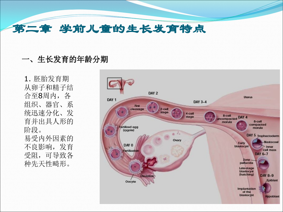 学前儿童的生长发育特点.ppt_第2页