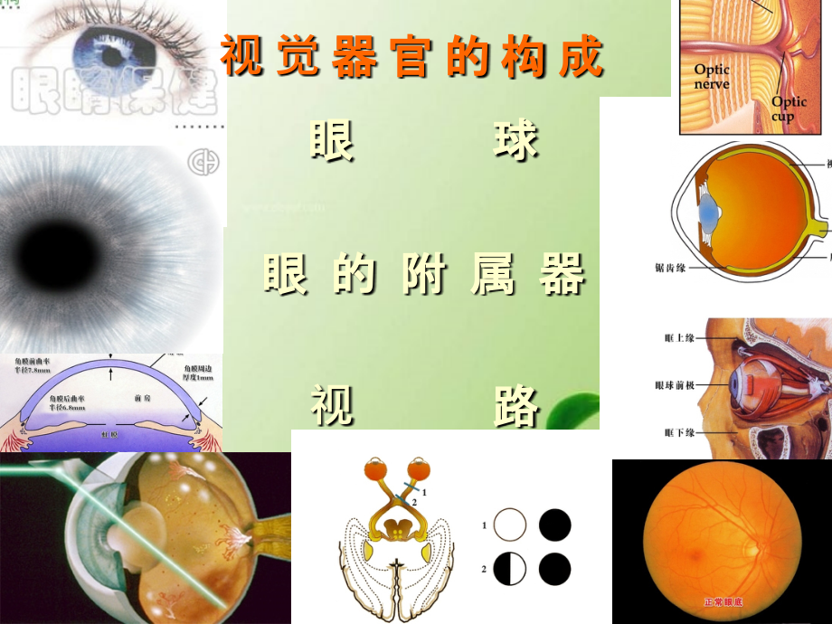 角膜解剖结构ppt课件.ppt_第1页