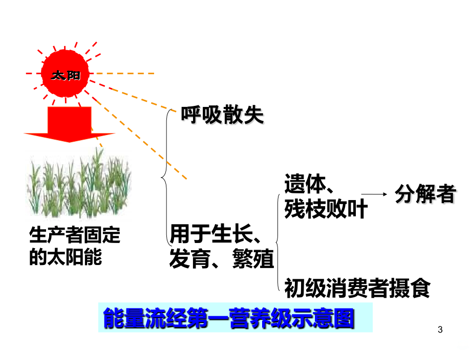 一轮复习生态系统的能量流动物质循环.ppt_第3页