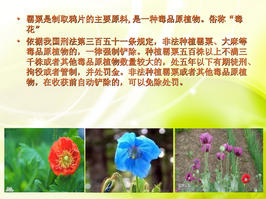 禁毒宣传课件.ppt_第3页