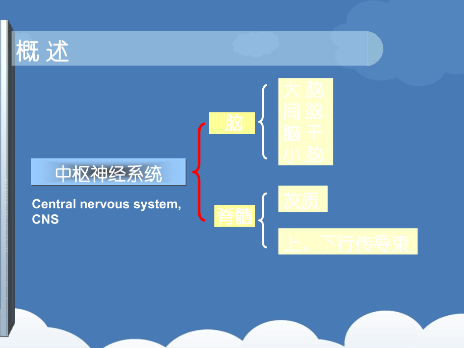 神经系统的解剖生理及病损的定位诊断.ppt_第2页