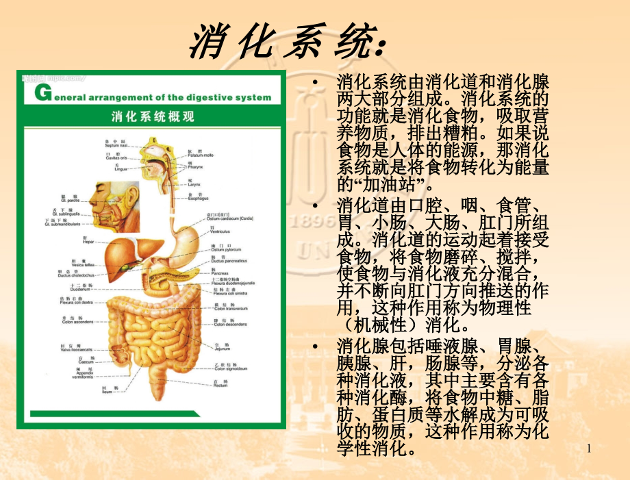 糖尿病并发症-.ppt_第1页