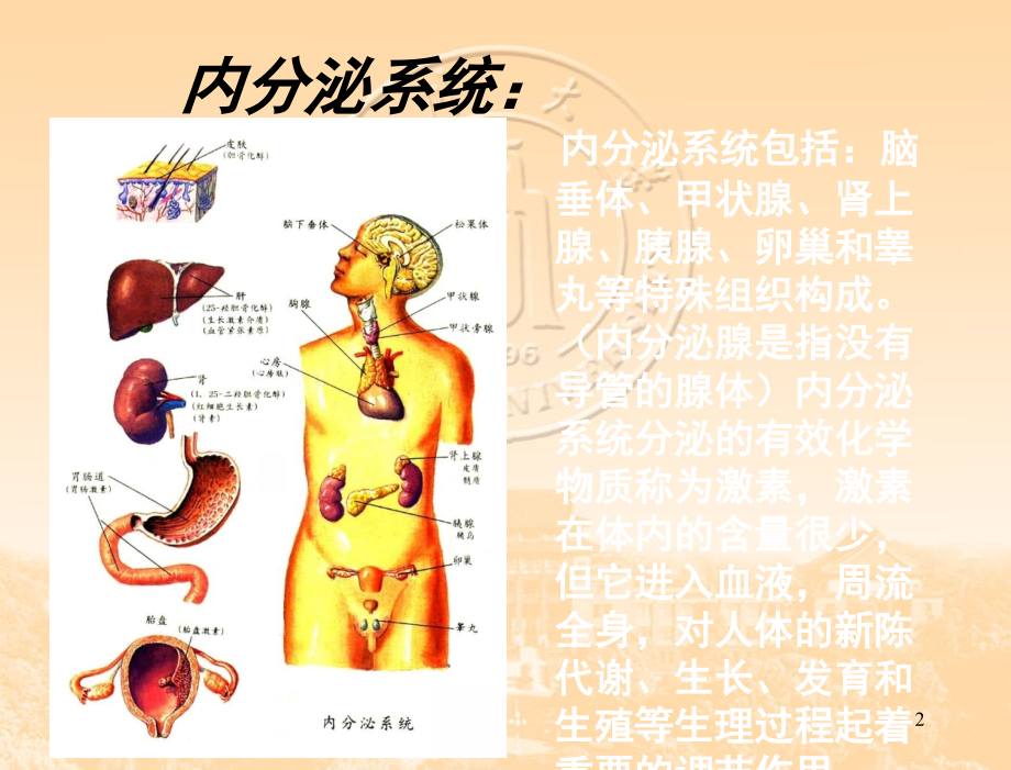 糖尿病并发症-.ppt_第2页