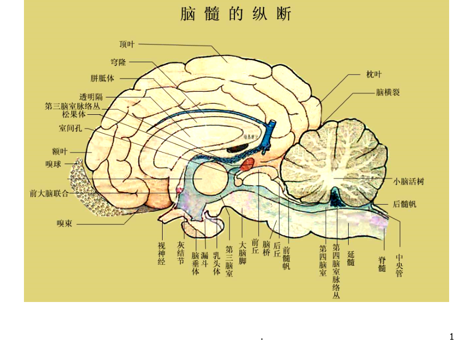 神经系统-(2)PPT课件.ppt_第1页