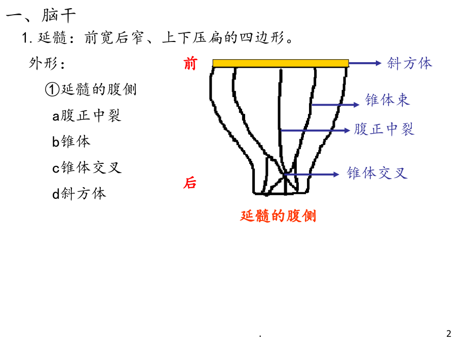 神经系统-(2)PPT课件.ppt_第2页