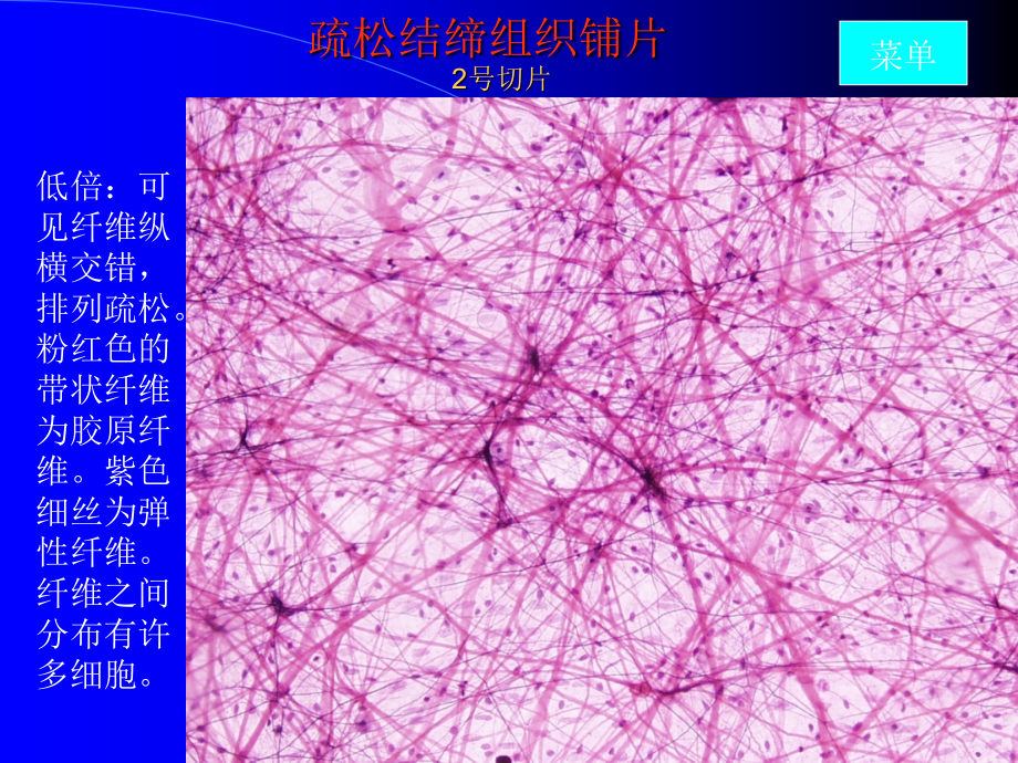 实验-结缔组织软骨和骨.ppt_第2页