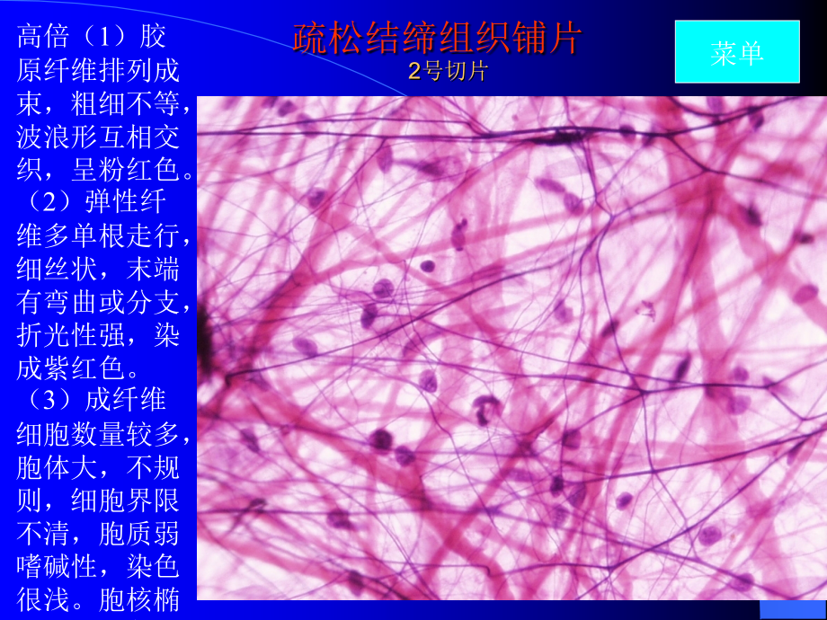 实验-结缔组织软骨和骨.ppt_第3页