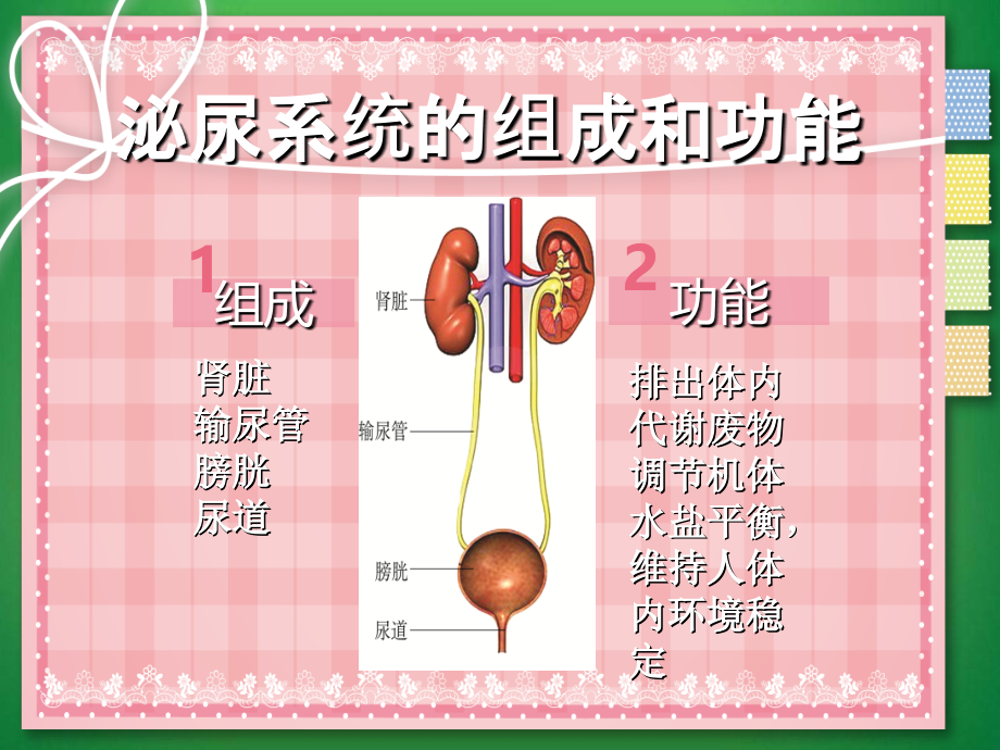 幼儿生理特点与卫生保健ppt课件.ppt_第3页