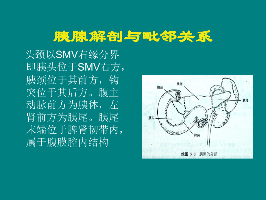 胰腺肿瘤影像.ppt_第2页