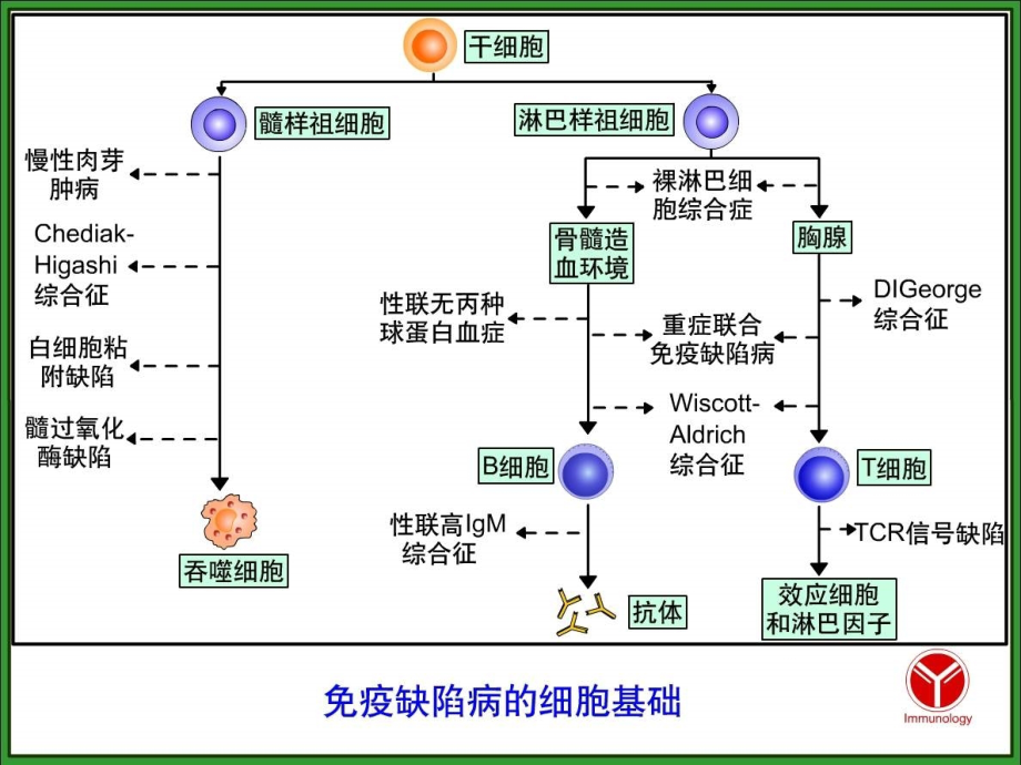 免疫缺陷病及检验.ppt_第3页